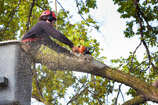 Best Arborist Consultation Services  in Sophia, WV
