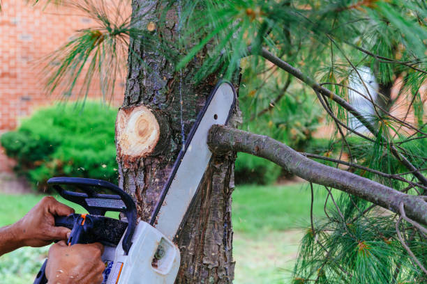 Best Root Management and Removal  in Sophia, WV